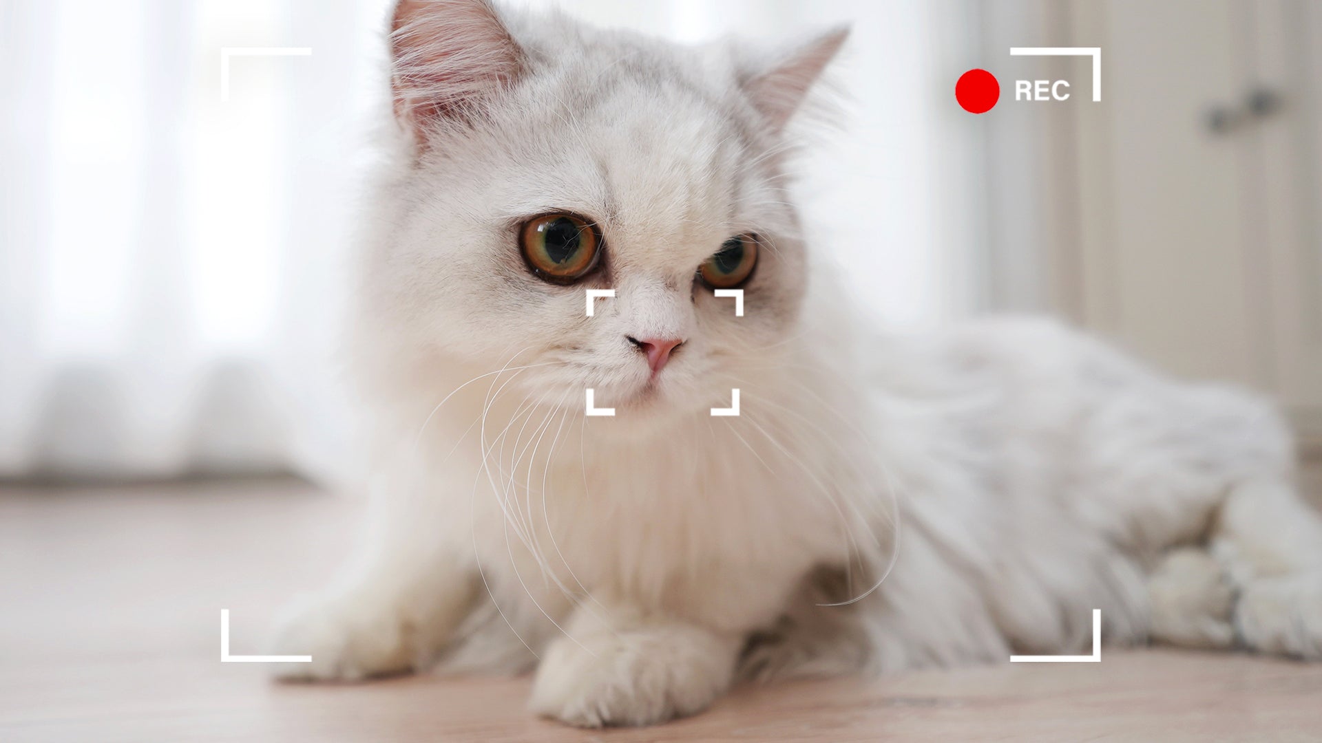 EBO Air 2  companion robot: New Ways to View Your Pets, Interact Face-to-Face